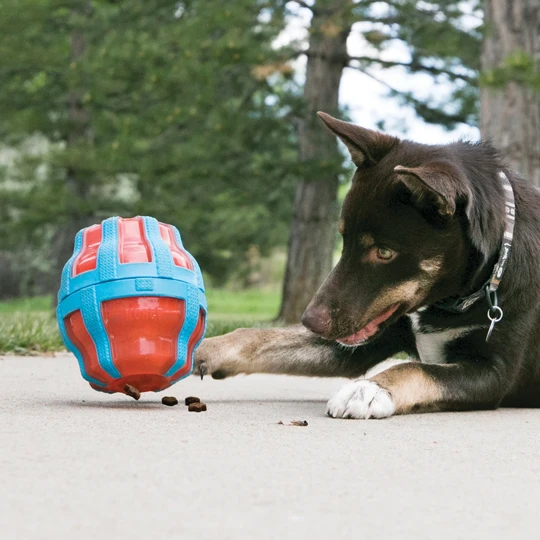 Hond met KONG Treat Spinner