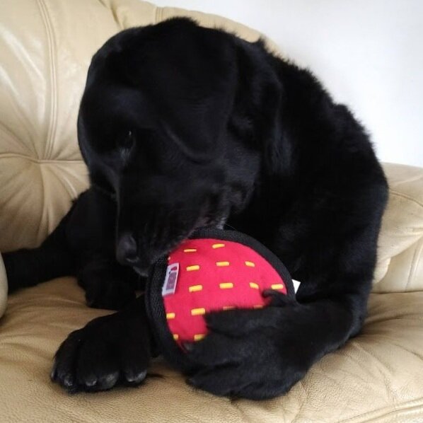 Hond met KONG Ballistic Hide n Treat Rood