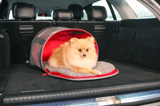 KONG94626-kong-2-in-1-pet-carrier-and-travel-mat
