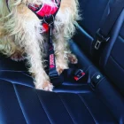 KONG94652-kong-seat-belt-tether