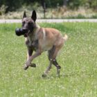 Mechelse Herder met Kong Extreme