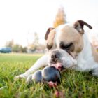 Bulldog met Kong Extreme