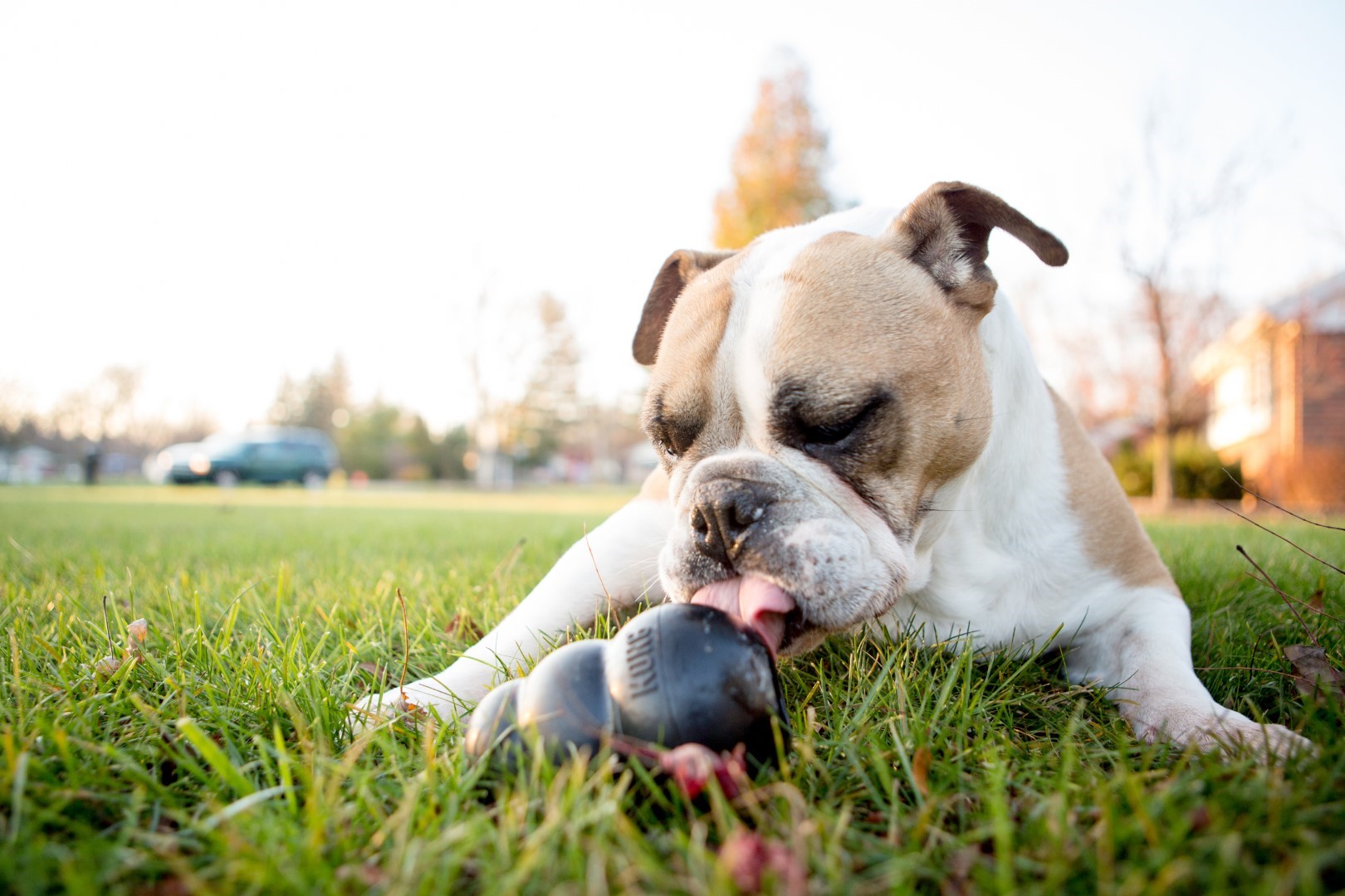 Bulldog met Kong Extreme