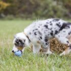 Australische Herder met Kong Puppy