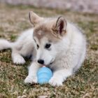 Husky Puppy met Kong Puppy