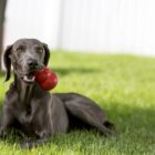 Weimaraner met Kong Classic