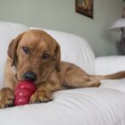 Hond met Kong Classic