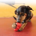 Hond met Kong Classic