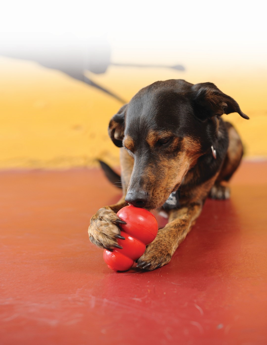 Hond met Kong Classic