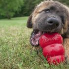 Leonberger puppy kauwt op Kong Classic