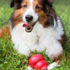 Schotse Herder met Kong Classic