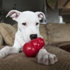Bullie met Kong Classic