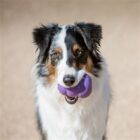 Hond met KONG Senior