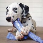 KONG Puppy Signature Crunch Rope Single