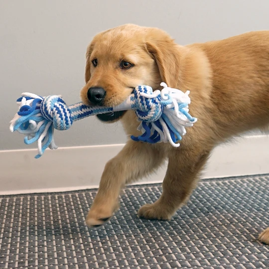 KONGRRP31E3-kong-rope-tug-puppy-assorted-md