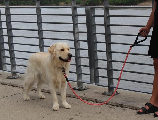 KONGSLBK2-kong-rope-leash-one-size-blue