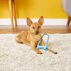 Kong-Puppy-Goodie-Bone-Met-Touw-Kinderziektes-Rubber-tanden-Reinigen-Hond-Speelgoed-Voor-X-Kleine-Puppies