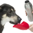 kong_6
